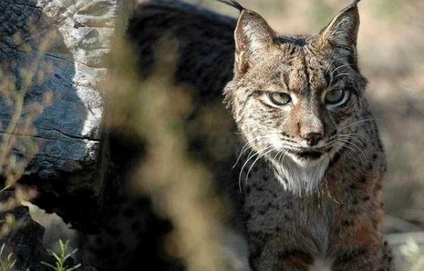 WWF insta a Fomento a hacer actuaciones viarias "integrales" para protección de fauna tras el último atropello de lince