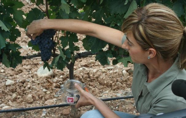 La correcta maduración de la uva y la buena situación sanitaria y vegetativa del viñedo permiten lento avance vendimia