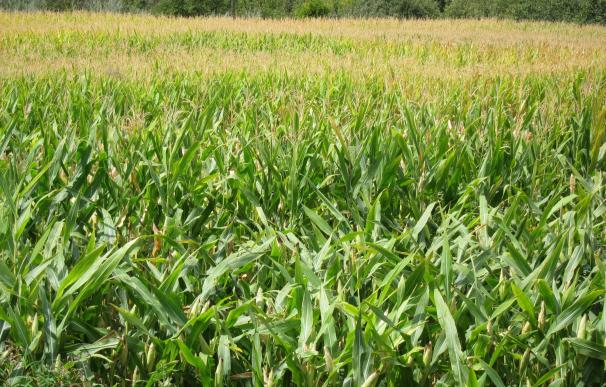 El cultivo de maíz transgénico en España superó el millón de toneladas entre 1998 y 2015, según Fundación Antama