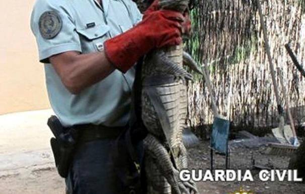 El SEPRONA captura el caimán que desapareció de un circo en Castuera