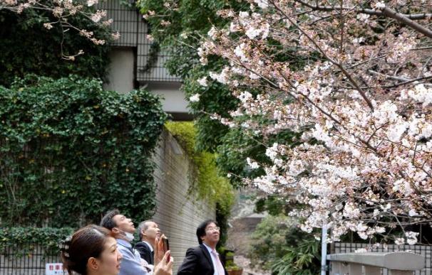 La llegada del "sakura" a Tokio pone una nota de optimismo tras el terremoto