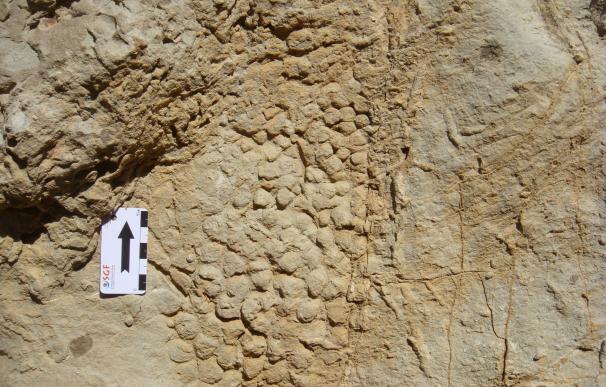 Descubren la piel de uno de los últimos dinosaurios impresa en una roca en Barcelona