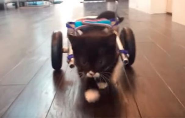 Cassidy, el gatito que recorre el mundo en silla de ruedas tras perder dos patas al nacer
