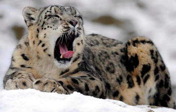 Un GPS para proteger al leopardo de las nieves en Nepal