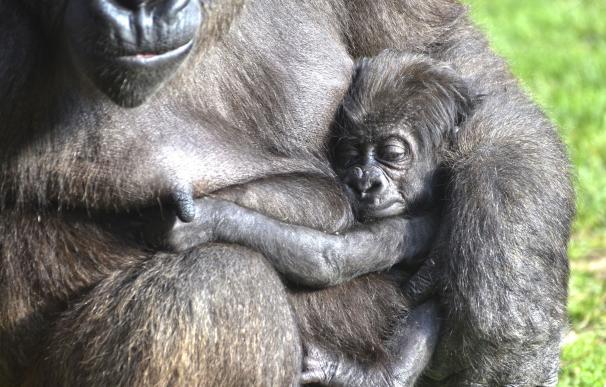 El pequeño gorila nacido en agosto en Bioparc es una hembra