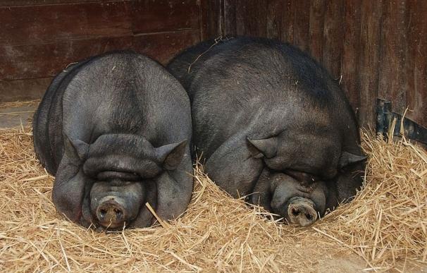 Un cerdo será el nuevo adivino de la Eurocopa 2012