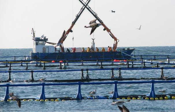 WWF y los productores de atún certificarán con el sello MSC a 40 buques cerqueros de siete países en el próximo lustro