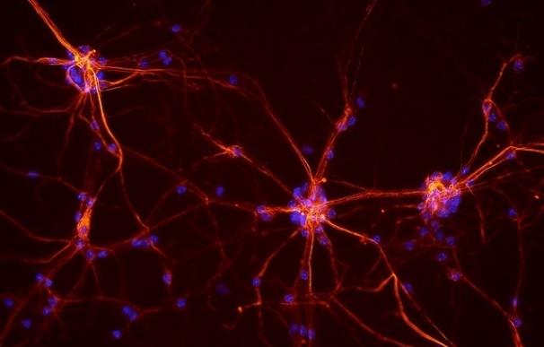 Investigadores identifican un nuevo mecanismo implicado en la generación de neuronas