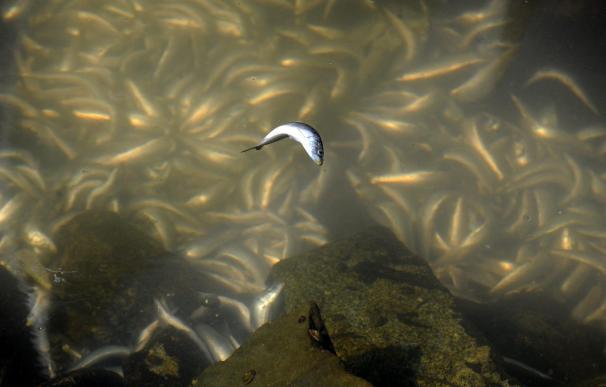 Aparecen millones de sardinas muertas en zona portuaria cercana a Los Ángeles