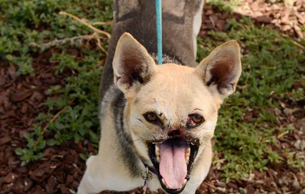 Kabang, la perra de Filipinas que se ha convertido en heroína.
