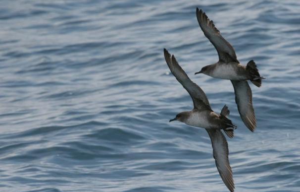 SEO/BirdLife pide a España que considere la propuesta de crear un área marina protegida en el Atlántico norte
