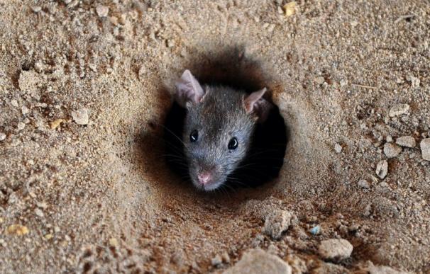 Las ratas pueden transmitir enfermedades al ser humano