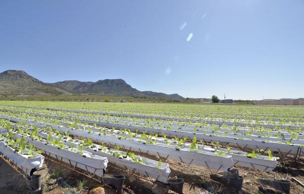 Primaflor apuesta por la agricultura sostenible implementando el sistema de cultivo hidropónico