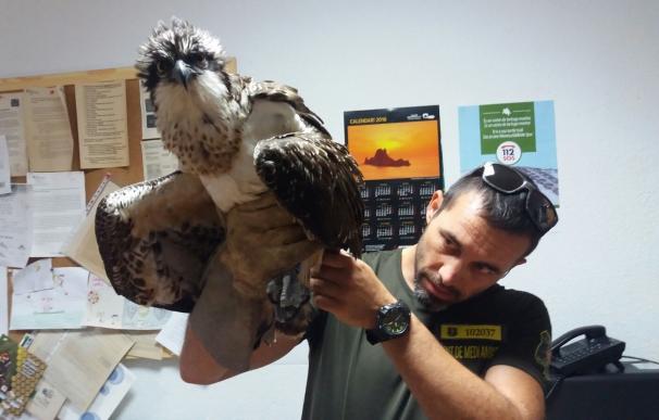 Rescatan un águila pescadora proveniente de Gran Bretaña en Ibiza