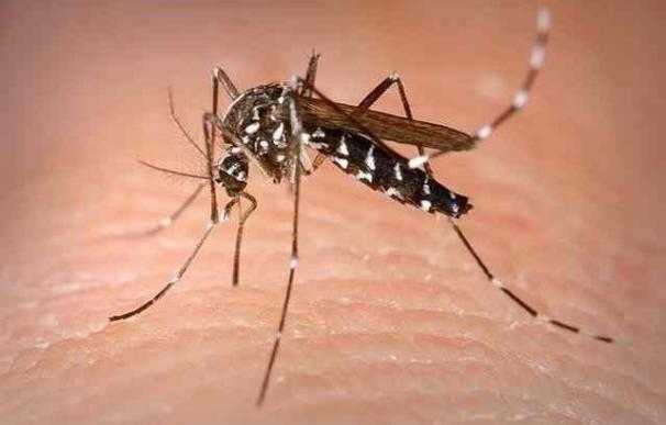 Se estancan por primera vez los casos de infección por virus Zika confirmados en España