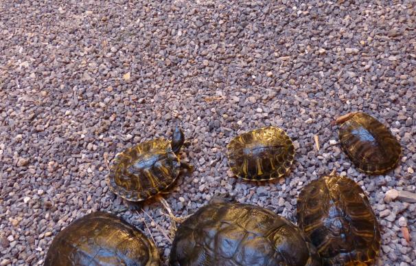 La Policía Canaria se incauta de 22 tortugas de Florida, catalogada como especie exótica invasora