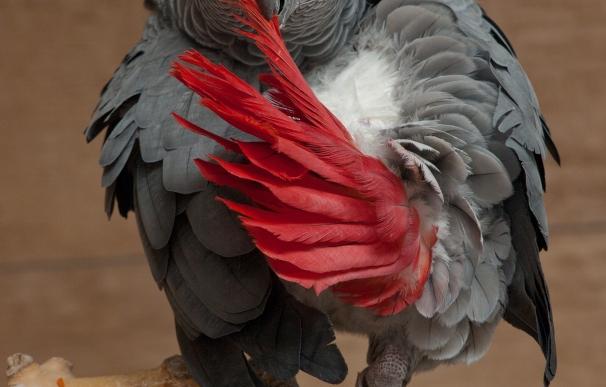 CITES prohíbe la comercialización de loro gris, una especie muy apreciada como mascota