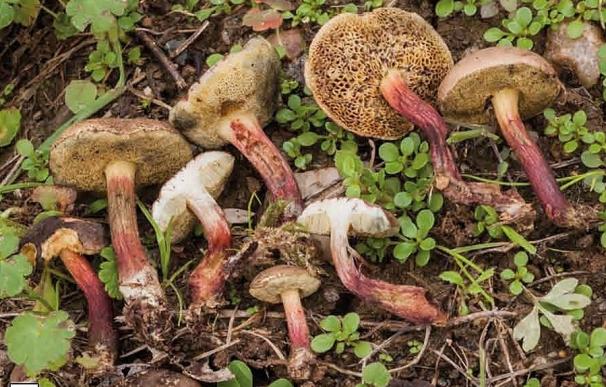 Descubren un nuevo hongo en la Reserva de la Biosfera Terras do Miño, en Lugo