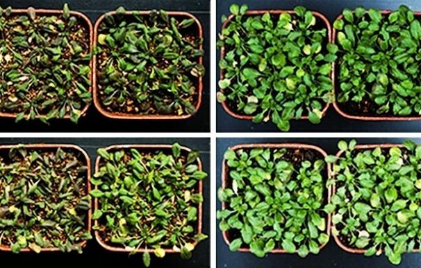 Investigadores descubren nuevas claves de la adaptación de las plantas ante la sequía