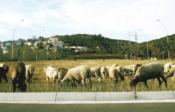Estudiantes de paisajismo reivindican que las ovejas pasten en el espacio público urbano