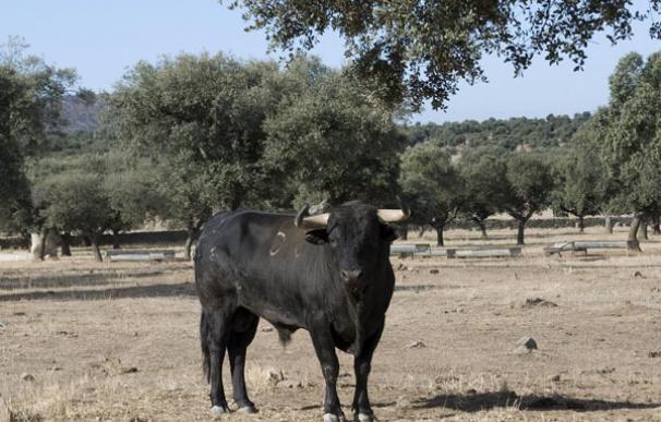 El dueño de un desguace deja un toro suelto para evitar más robos