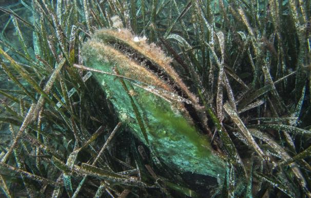 La Junta detecta en el litoral almeriense una mortandad masiva de un molusco endémico del Mediterráneo