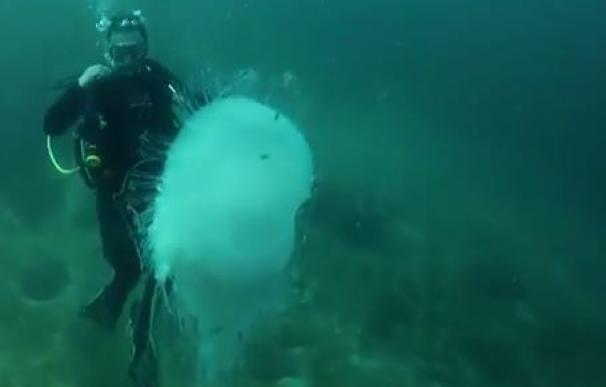 El increíble momento en el que un buzo se encuentra con una medusa gigante