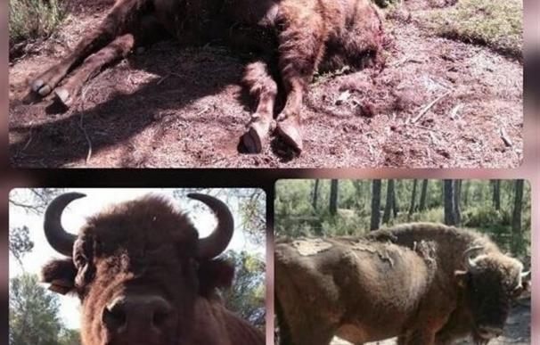 El director de Valdeserrillas defiende que alimentaba y cuidaba a los bisontes de la reserva