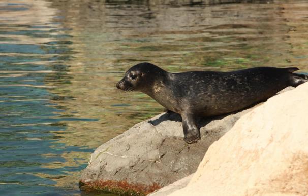 Los visitantes del Oceanogràfic pueden ver a la cría de foca en el acuario de Templados