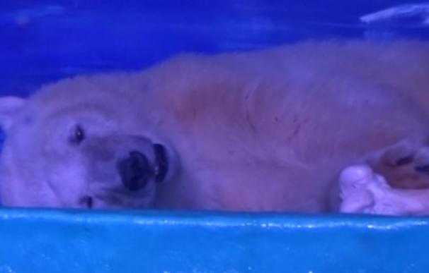 El oso polar más triste del mundo vive en un centro comercial de China