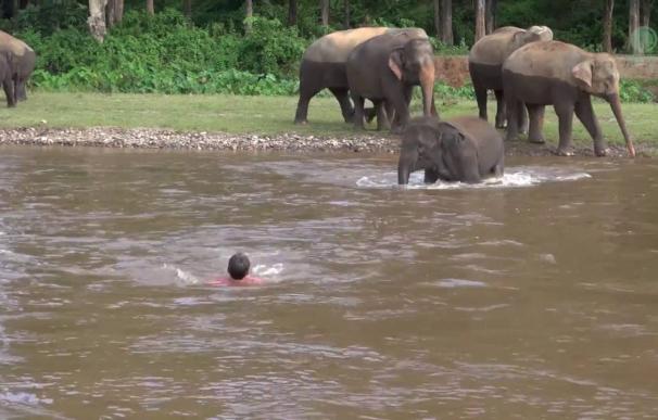 La elefanta que se lanza al agua para rescatar a su cuidador