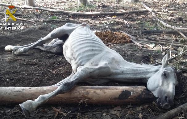 Investigan a un ganadero de Maracena por dejar morir de hambre y sed a un caballo