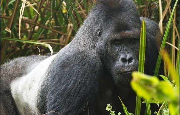 El simio más grande del mundo, diezmado por la guerra en el Congo