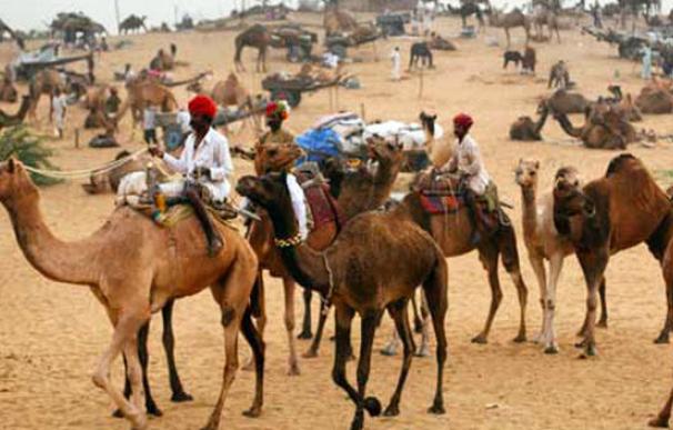 Ridley Scott deja a los Reyes Magos de Canarias sin camellos