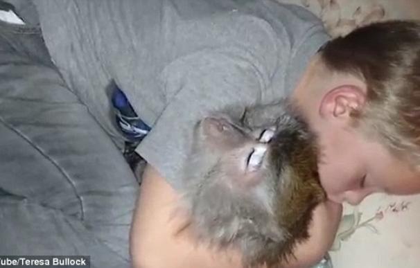 ¿Quién necesita un oso de peluche cuando se puede dormir con un mono?