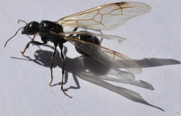 ¿Por qué las hormigas voladoras nos invaden en otoño?