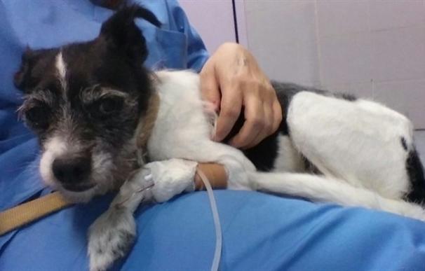 Condenan a ocho meses de cárcel a una mujer que intentó matar a su perro con antidepresivos porque le molestaba