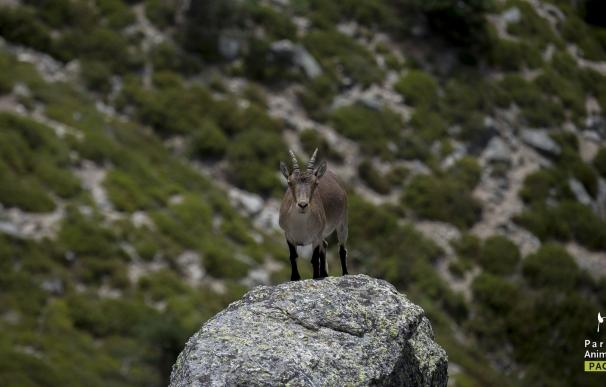La Comunidad recurrirá la paralización cautelar de batidas de cabras en el Parque Nacional y pedirá un fianza a PACMA