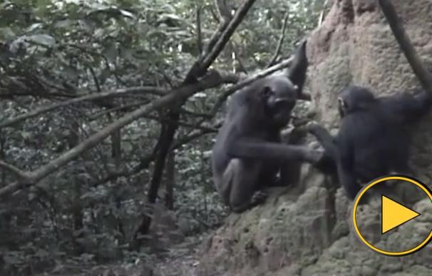 ¡Un chimpacé enseña a su cría a usar una herramienta para poder comer!