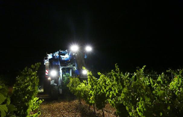 La D.O. Rueda concluye la vendima con una cosecha record de casi 109 millones de kilos de uva acogidos