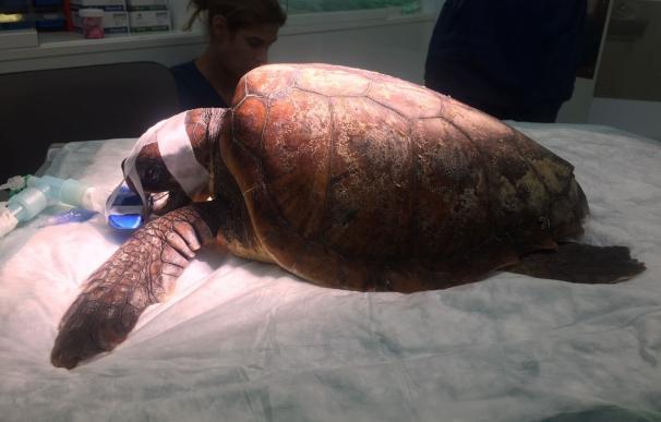 Rescatan una tortuga marina en Ibiza