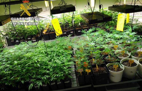 Detienen a un vecino de Premià de Dalt por cultivar 1.300 plantas de marihuana