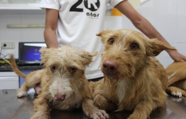 El Refugio rescata en Robledo a tres perros de caza abandonados "en pésimas condiciones"