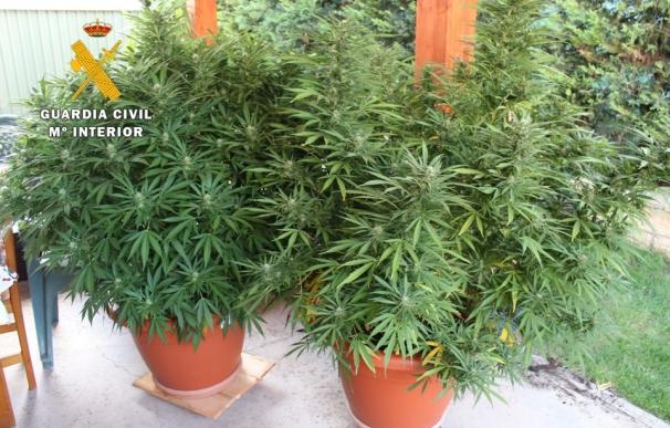 Detenido en un pueblo de Burgos por cultivar una plantación de marihuana en el jardín de su casa