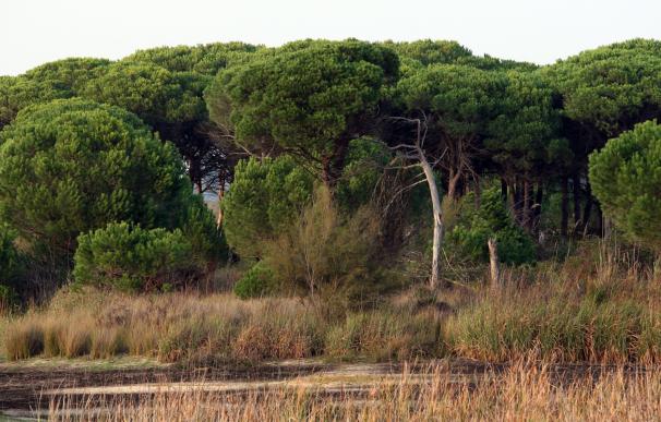 La campaña de WWF supera las 40.000 firmas para salvar a Doñana de las "graves" amenazas que se ciernen sobre ella