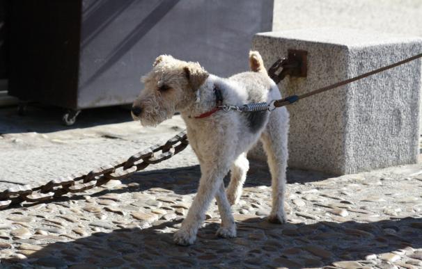 Más de 75.000 firmas proponen el "sacrificio cero" de animales en Galicia