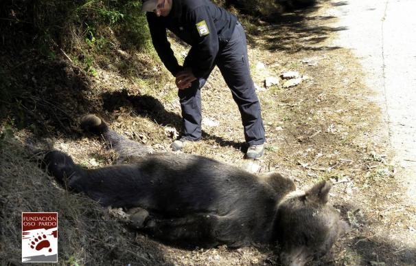 Matan a tiros a un oso pardo en Asturias, una especia en peligro de extinción