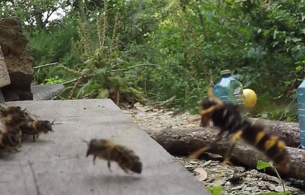 Así se defienden las abejas del ataque de la avispa asiática