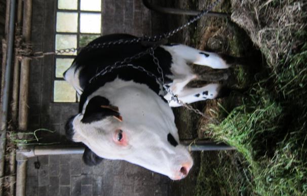 COAG se queja de la "falta de información" sobre las ayudas a los ganaderos que reduzcan su producción lechera