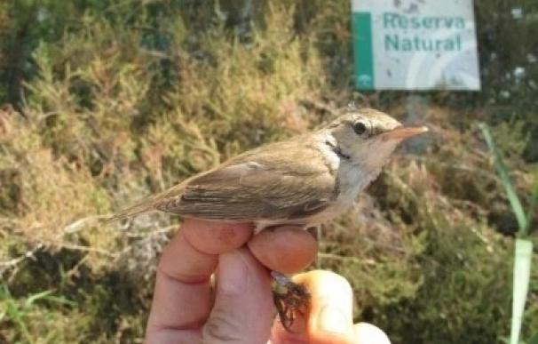 La Junta inicia un programa de voluntariado con una jornada de anillamiento de aves en las Albuferas de Adra